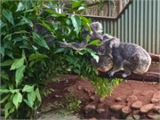 219-18-RainForestStation