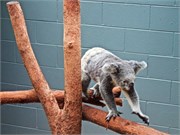 233-25-RainForestStation