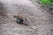 243-31-KomodoIsland