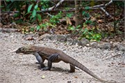 244-32-KomodoIsland