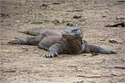 248-40-KomodoIsland