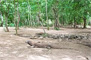 254-44-KomodoIsland