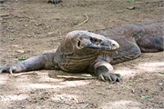 256-46-KomodoIsland