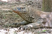 259-49-KomodoIsland