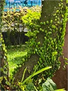 266-38-Central_Java