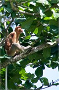 269-37-Bako_Sarawak