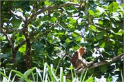 272-40-Bako_Sarawak