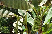 286-35-Brunei