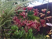 299-07-FlowerDome