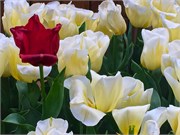 305-18-FlowerDome
