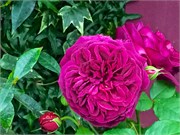 314-27-FlowerDome