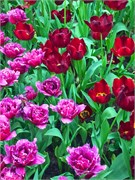 316-32-FlowerDome