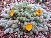 321-38-FlowerDome