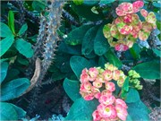 323-41-FlowerDome