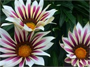 325-44-FlowerDome