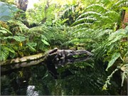 353-49-CloudForest