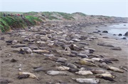 001-ElephantSeals