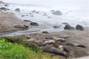 002-ElephantSeals
