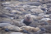003-ElephantSeals