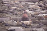 004-ElephantSeals