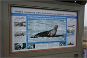 005-ElephantSeals