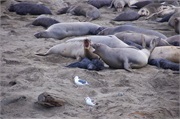 006-ElephantSeals