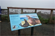 007-ElephantSeals