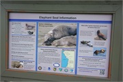 009-ElephantSeals