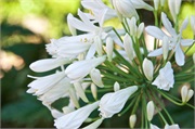 05-Leura_NSW