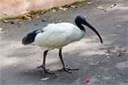 04-Featherdale