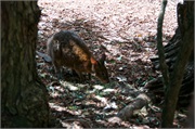 05-Featherdale