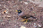 10-Featherdale