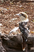 25-Featherdale