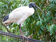50-Featherdale