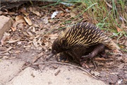 62-Featherdale