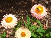 04-BotanicalGardens