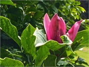 11-BotanicalGardens