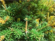 13-BotanicalGardens