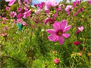 15-BotanicalGardens