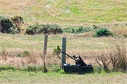 38-PencarrowStationNZ