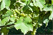 16-MoaBreweryNZ
