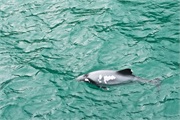 09-HectorsDolphin