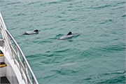 10-HectorsDolphin