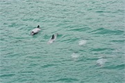 11-HectorsDolphin