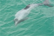 12-HectorsDolphin