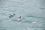 13-HectorsDolphin