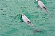 15-HectorsDolphin