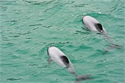 16-HectorsDolphin