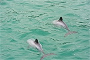 17-HectorsDolphin
