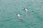 18-HectorsDolphin